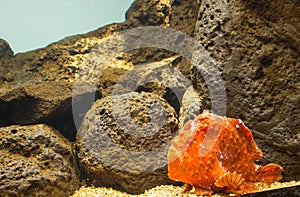Frogfish (Antennarius commerson)