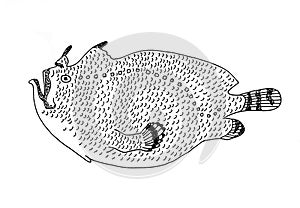 Frogfish, deepwater fish. Hand drawn realistic illustration