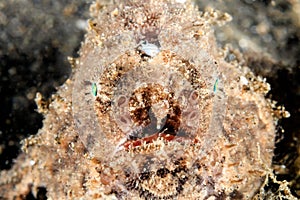 Frogfish head on