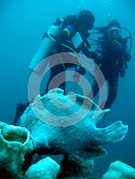 Frogfish scuba divers underwater philippines
