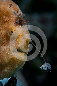Frogfish Using Illicium and Esca to Attract Prey