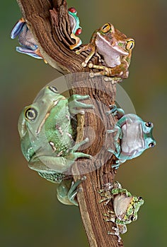 Froggies on a branch