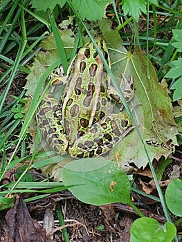 Froggy  hiking  northbay