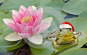 Froggy Santa