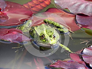 Froggy sunbath