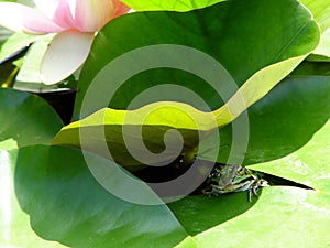 froggy under lily pad