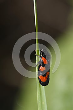 Froghopper