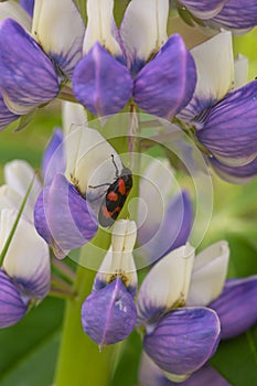 Froghopper beetle cercopis vulnerata on purple lupine lupinus polyphyllus