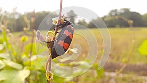 Froghopper, a black red line insect