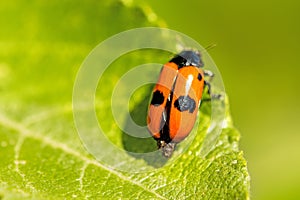 Froghopper, endangered insect in Germany