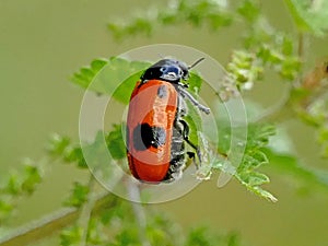 Froghopper, endangered insect sitting on a leaf