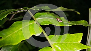 Froghopper Philaenus spumarius on a leaf