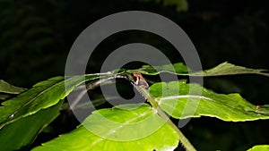 Froghopper Philaenus spumarius on a leaf