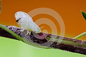 Froghopper or Spittlebug