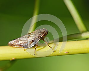 Froghopper on Stem