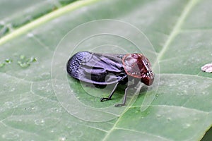 Froghopper & x28;Leptataspis sp., Cercopidae& x29;