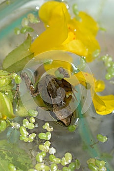 Froglet on flower