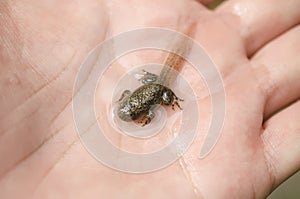 Froglet or young common frog on hand