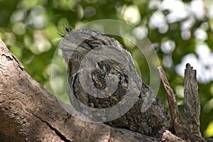 Frogmouth