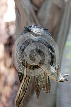 Frogmouth bird on a branch