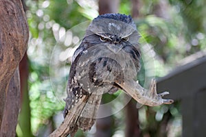 Frogmouth bird on a branch