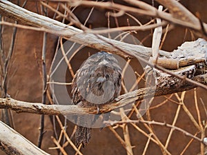 Frogmouth perched on a tree branch; Omaha& x27;s Henry Doorly Zoo and Aquarium in Omaha Nebraska
