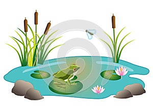 Frog Pond Ecosystem with Cattails