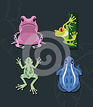 frogs amphibians animals