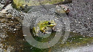 The frogs belong to the order of the Anuras that is constituted by a great diversity of species