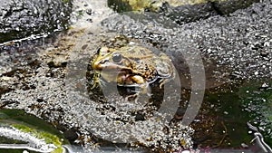 The frogs belong to the order of the Anuras that is constituted by a great diversity of species