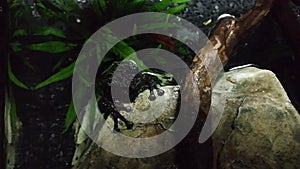 The frogs belong to the order of the Anuras that is constituted by a great diversity of species