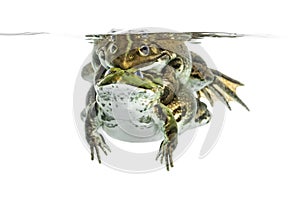 Frogs copulating under clear water, isolated photo
