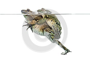 Frogs copulating under clear water, isolated photo