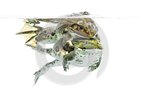 Frogs copulating under clear water, isolated photo