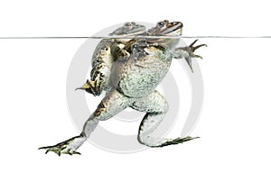 Frogs copulating under clear water, isolated photo