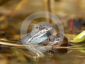 frogs couple in a pond in spring