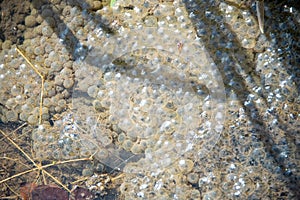 Frogs deposit eggs larva in water