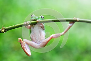 Frogs, dumpy frogs, flying frogs, tree frogs on twigs photo