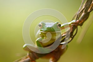 Frogs, dumpy frogs, flying frogs, tree frogs on twigs