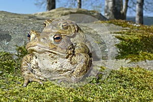 Frogs - european toad in a couple