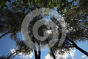 Frogs eye view of trees in forest