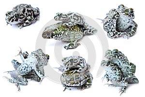 Frogs,frog, white background