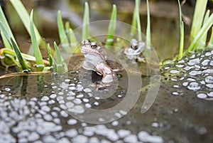 Frogs and Frogspawn