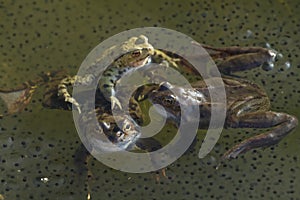 Frogs on garden pond