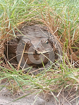 Frogs hiding in the grass