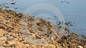 frogs jumping to lake