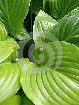 Frogs on a leaf