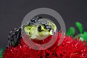 Frogs made of plastic with sharp hooks are well suited