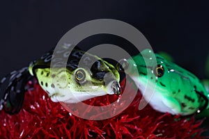 Frogs made of plastic with sharp hooks are well suited