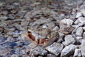 Frogs mate in the sun on the rocky shore of the lake